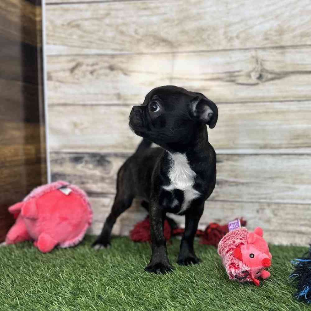 Female Bugg Puppy for Sale in Saugus, MA