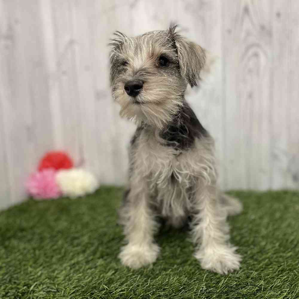 Male Miniature Schnauzer Puppy for Sale in Braintree, MA