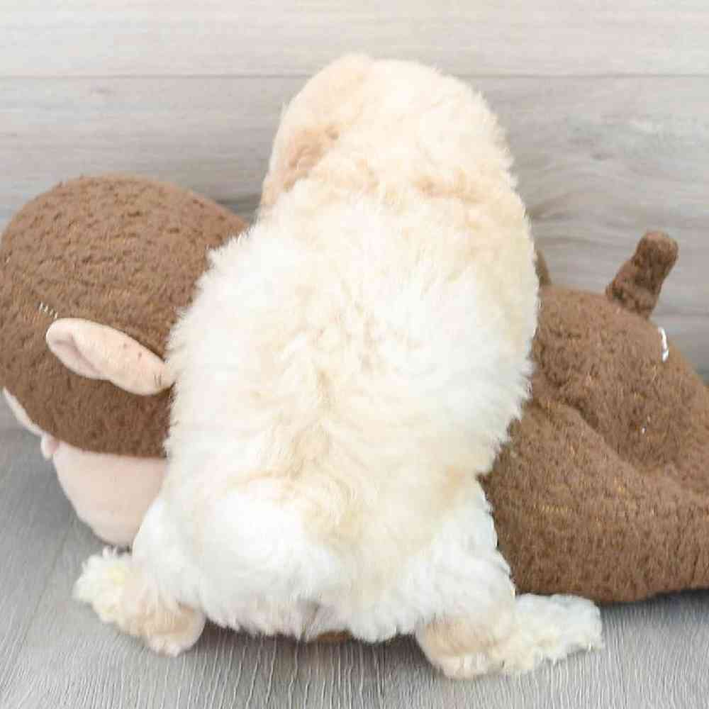 poochon-richie-5737464677593271.jpg