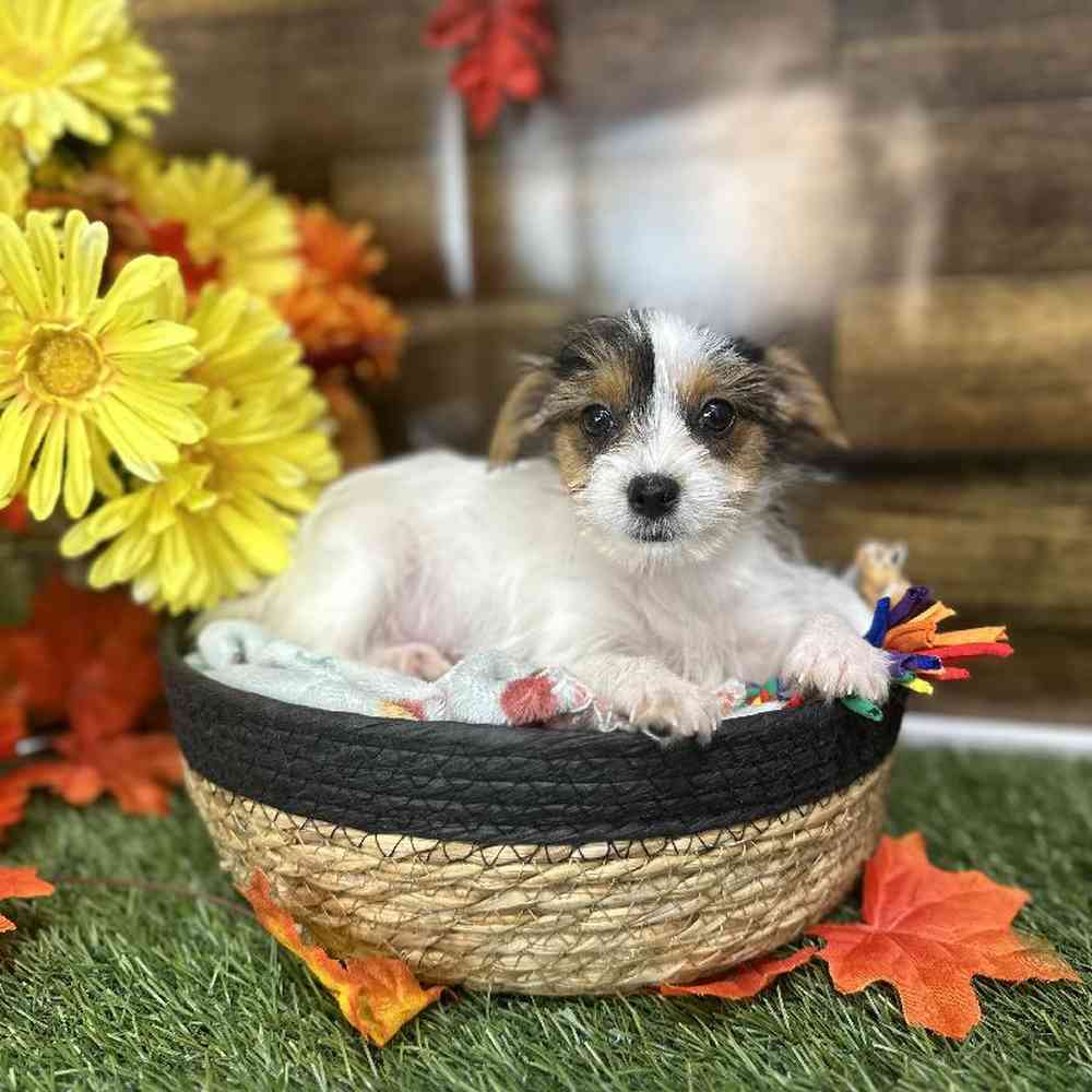Female Biewer Yorkshire Terrier Puppy for Sale in Saugus, MA