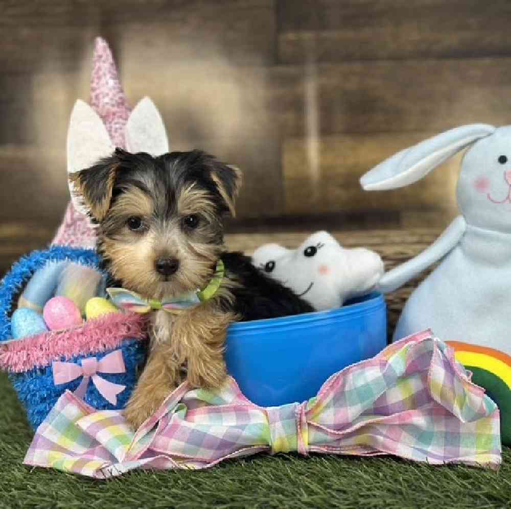 Male Yorkshire Terrier Puppy for Sale in Saugus, MA