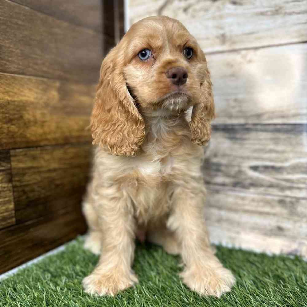 Male Cocker Spaniel Puppy for Sale in Saugus, MA