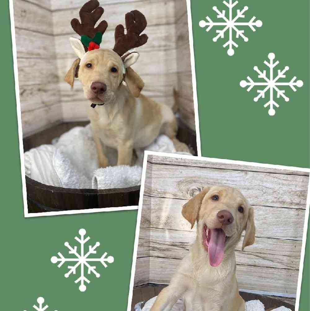 Male Labrador Retriever Puppy for Sale in Saugus, MA