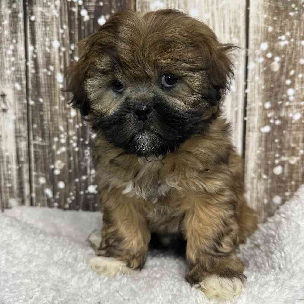 Female Lhasa Apso Puppy for Sale in Saugus, MA
