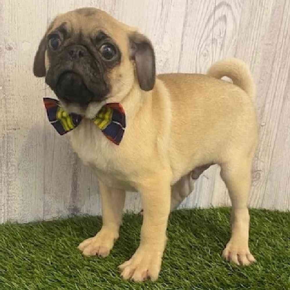 Male Pug Puppy for sale