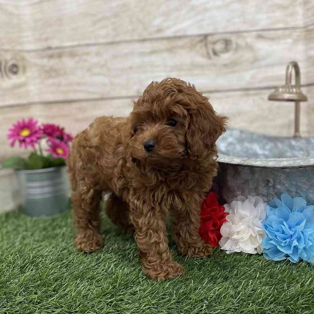 Male Cockapoo 2nd Gen Puppy for Sale in Braintree, MA