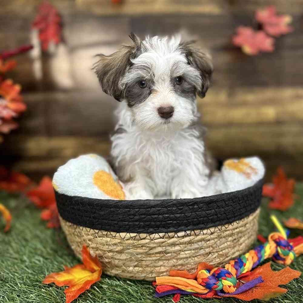 Male Havanese Puppy for Sale in Saugus, MA
