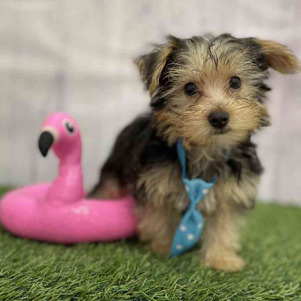 Male Yorkshire Terrier Puppy for Sale in Braintree, MA