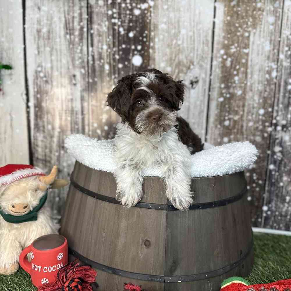 Male Havapoo Puppy for Sale in Saugus, MA