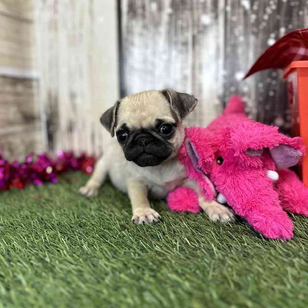 Female Pug Puppy for Sale in Saugus, MA