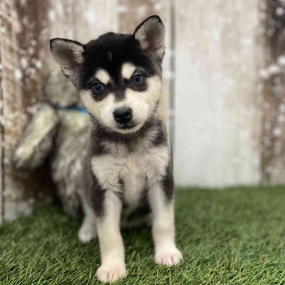 Female Alaskan Klee Kai Puppy for Sale in Braintree, MA