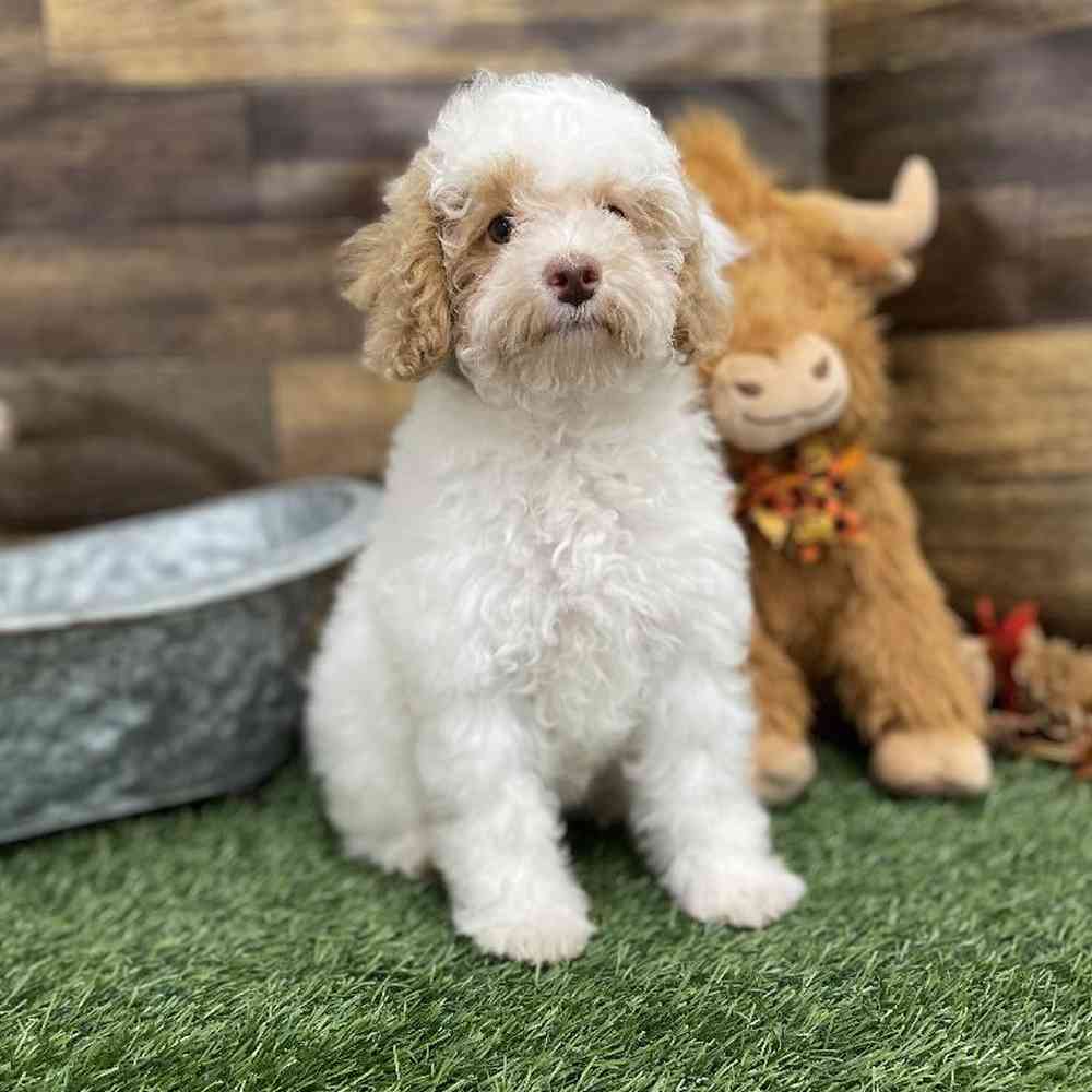 Female Mini NewfyPoo Puppy for Sale in Braintree, MA