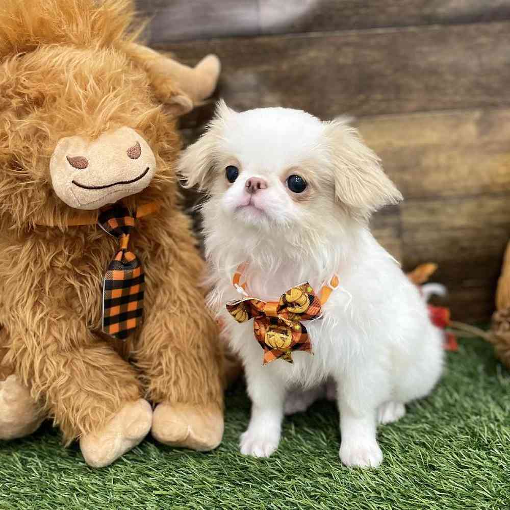 Male Japanese Chin Puppy for Sale in Braintree, MA