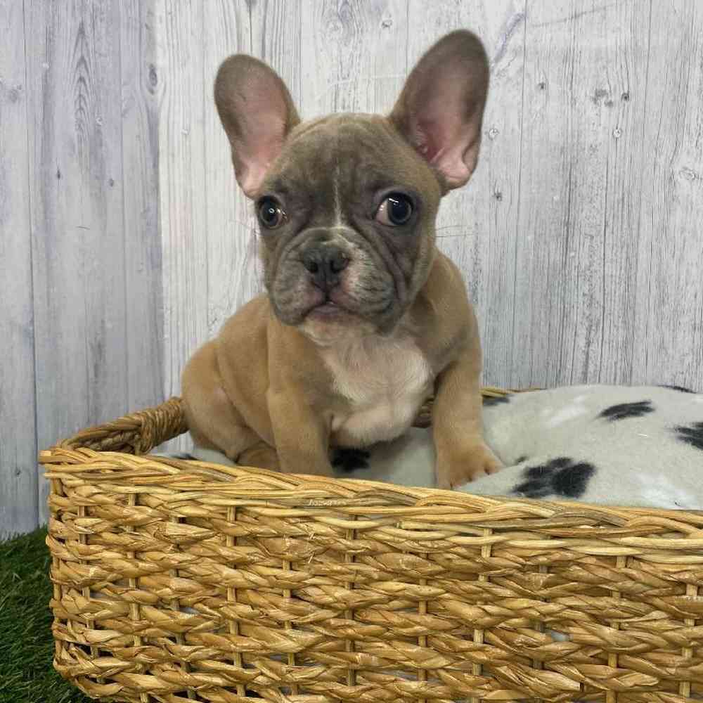 Male French Bulldog Puppy for Sale in Saugus, MA