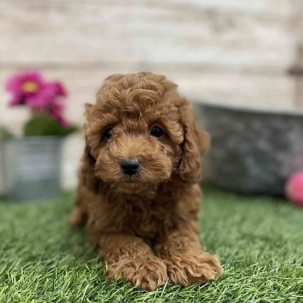 Female Cockapoo 2nd Gen Puppy for Sale in Braintree, MA