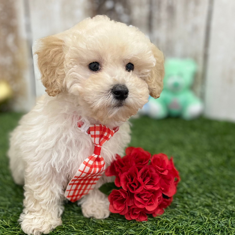 Male Bichon-Poodle 2nd Gen Puppy for Sale in Braintree, MA