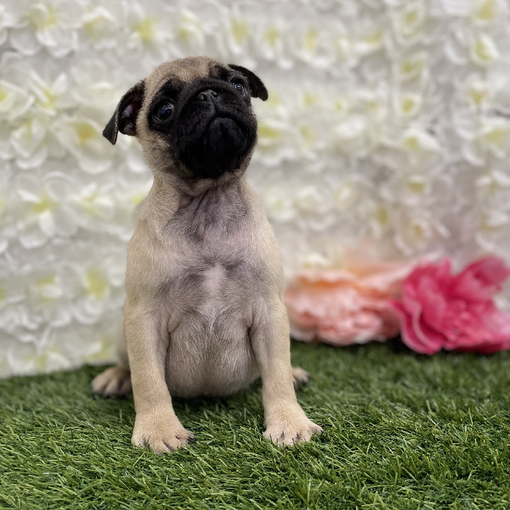 Male Pug Puppy for Sale in Braintree, MA