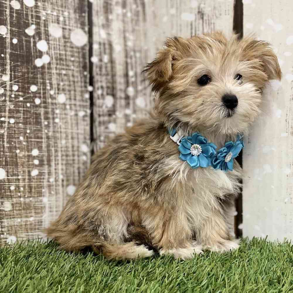 Female Morkie Puppy for Sale in Saugus, MA