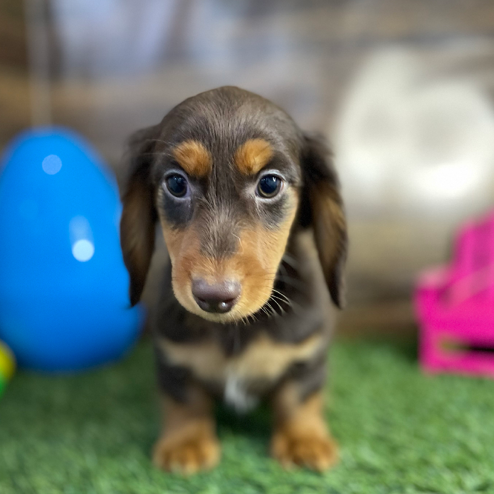 Male Dachshund Puppy for Sale in Braintree, MA