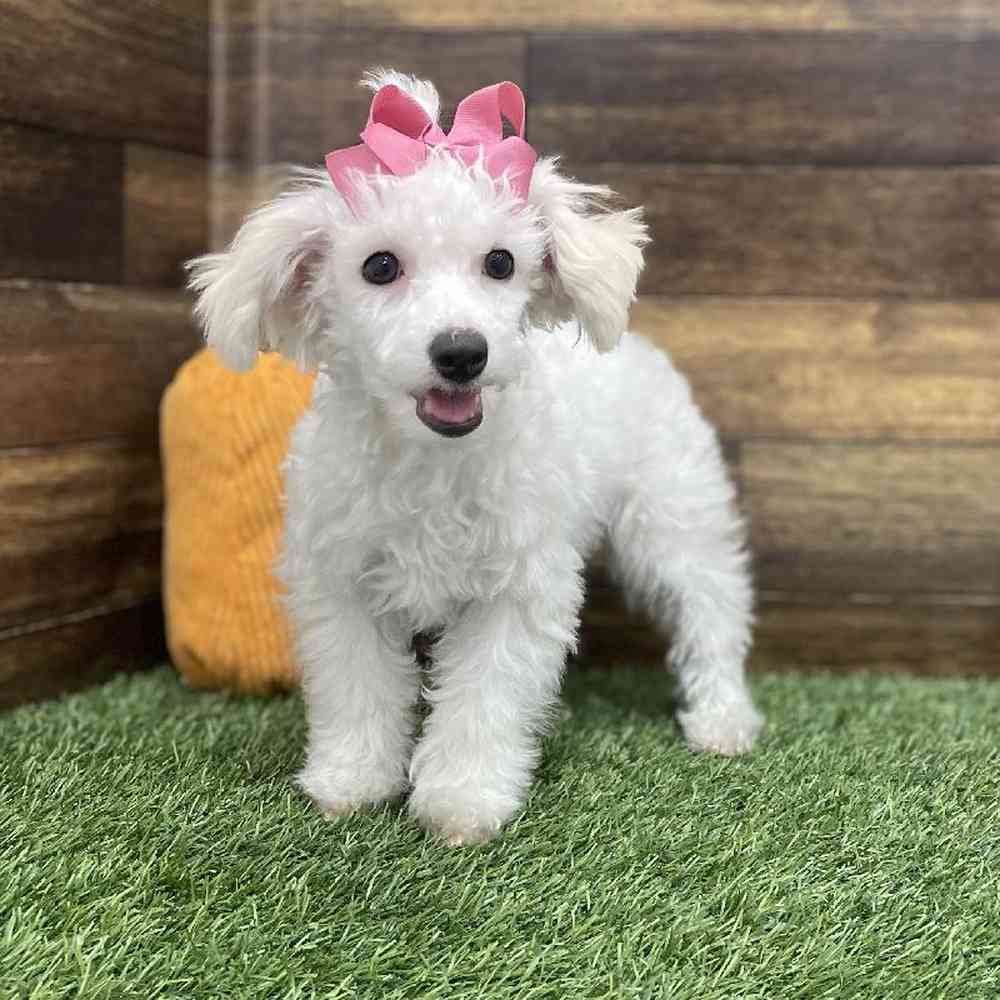 Female Poodle Toy Puppy for Sale in Braintree, MA