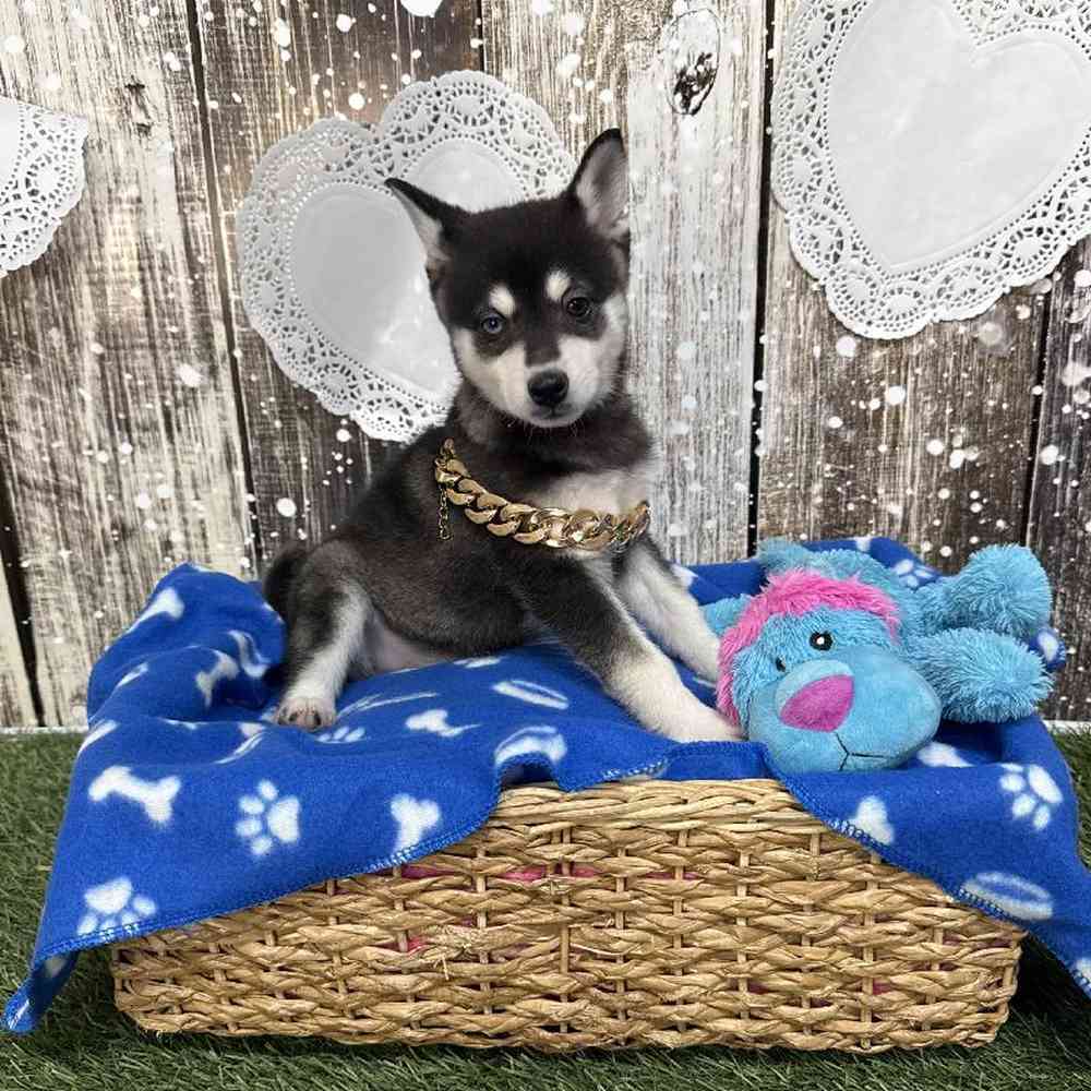 Male Alaskan Klee Kai Puppy for Sale in Saugus, MA