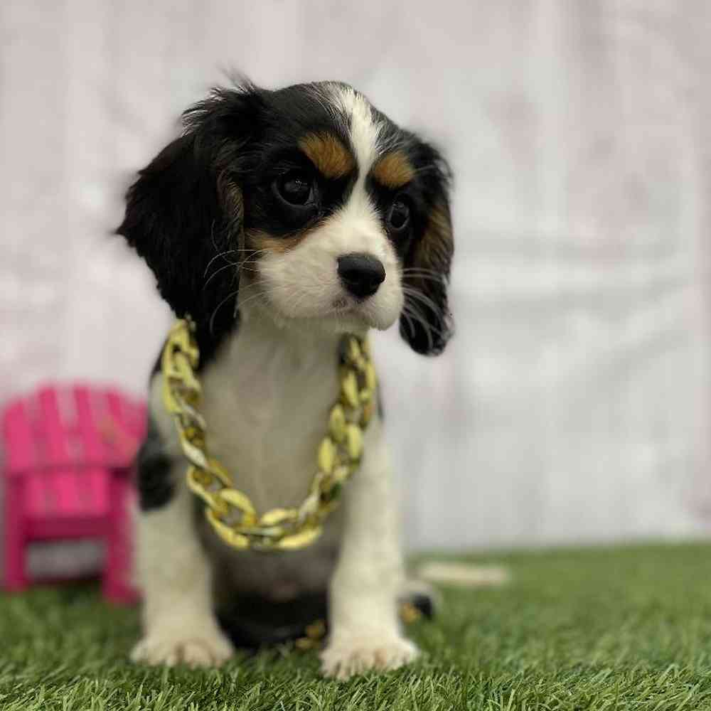 Male Cavalier King Charles Spaniel Puppy for Sale in Braintree, MA