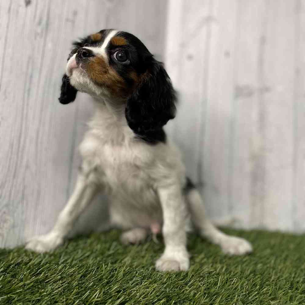 Male Cavalier King Charles Spaniel Puppy for sale