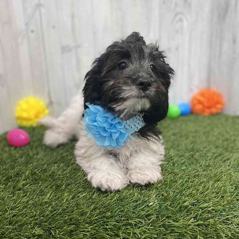 Female CockaChon Puppy for sale