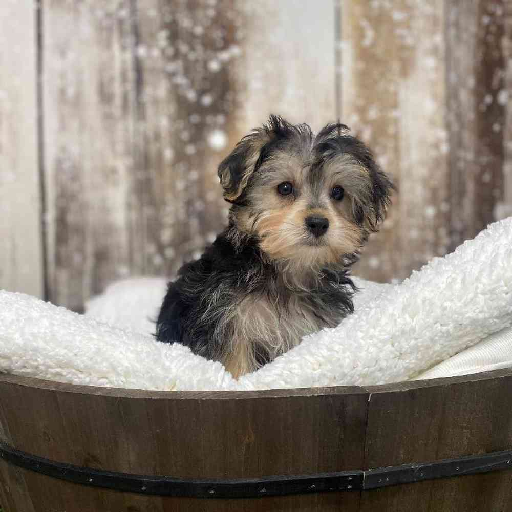 Male Morkie Puppy for Sale in Saugus, MA