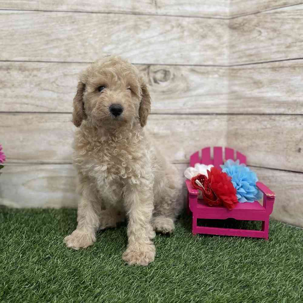 Male Mini Goldendoodle F1BB Puppy for Sale in Braintree, MA