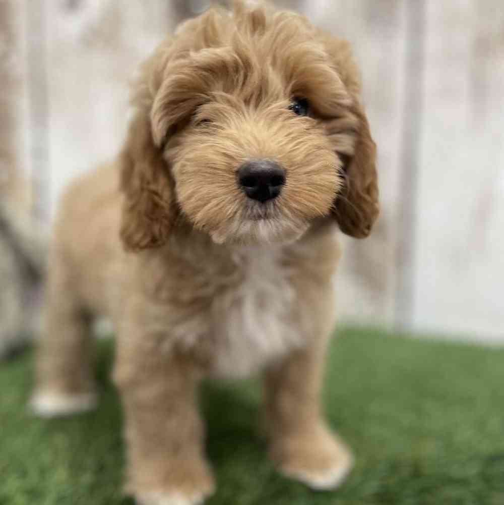 Male Mini Goldendoodle 2nd Gen Puppy for Sale in Braintree, MA