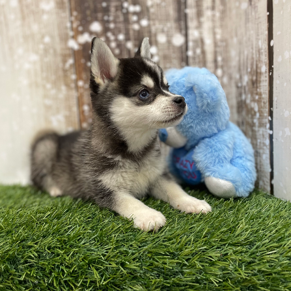 Female Alaskan Klee Kai Puppy for Sale in Braintree, MA