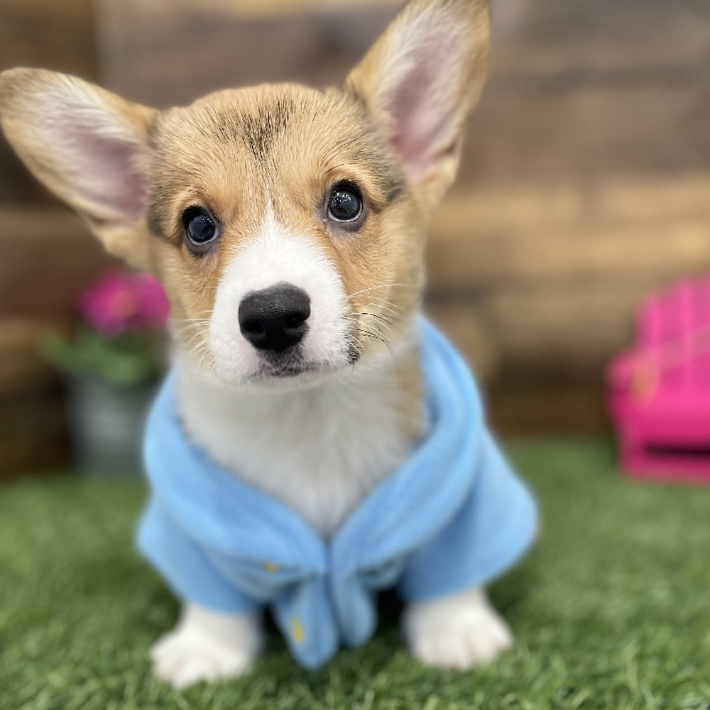 Male Pembroke Welsh Corgi Puppy for Sale in Braintree, MA
