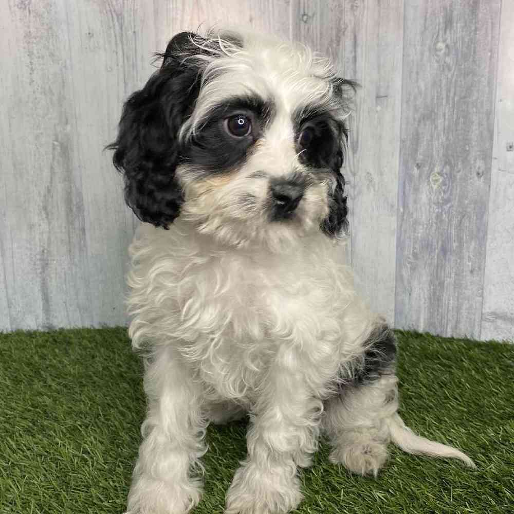 Female Cavapoo Puppy for sale