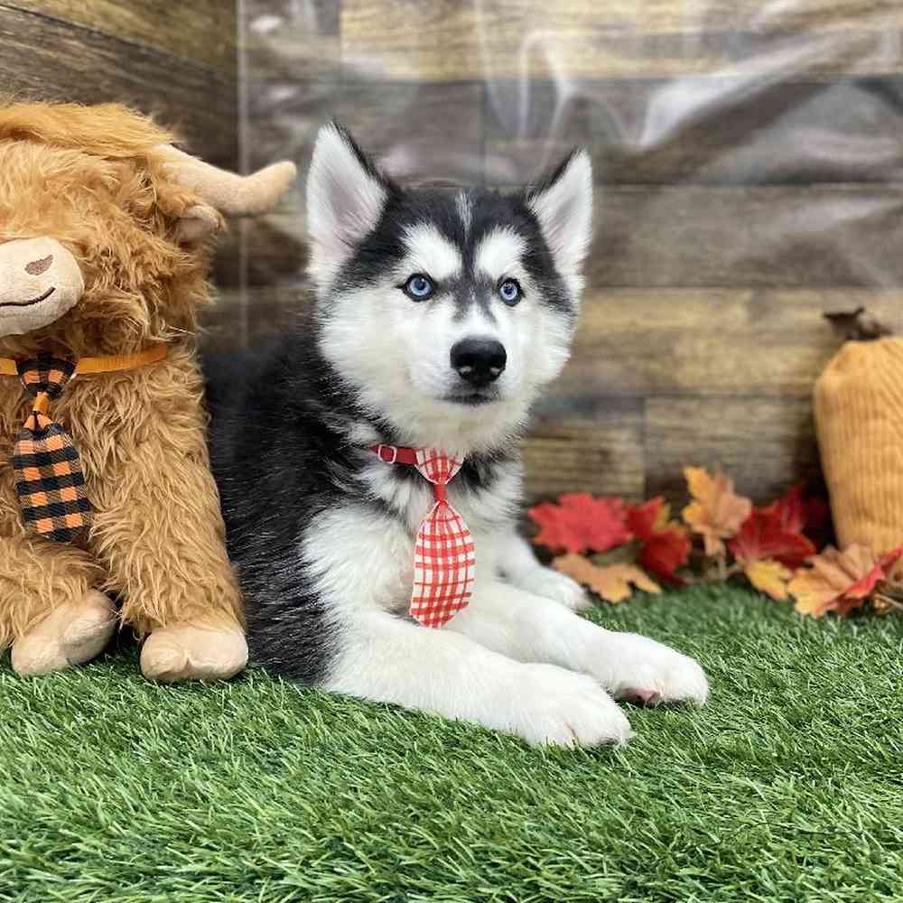 Male Siberian Husky Puppy for Sale in Braintree, MA