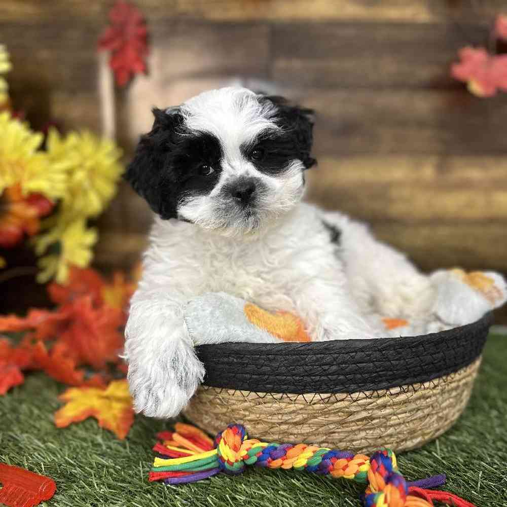 Male Teddy Bear (Zuchon) Puppy for Sale in Saugus, MA