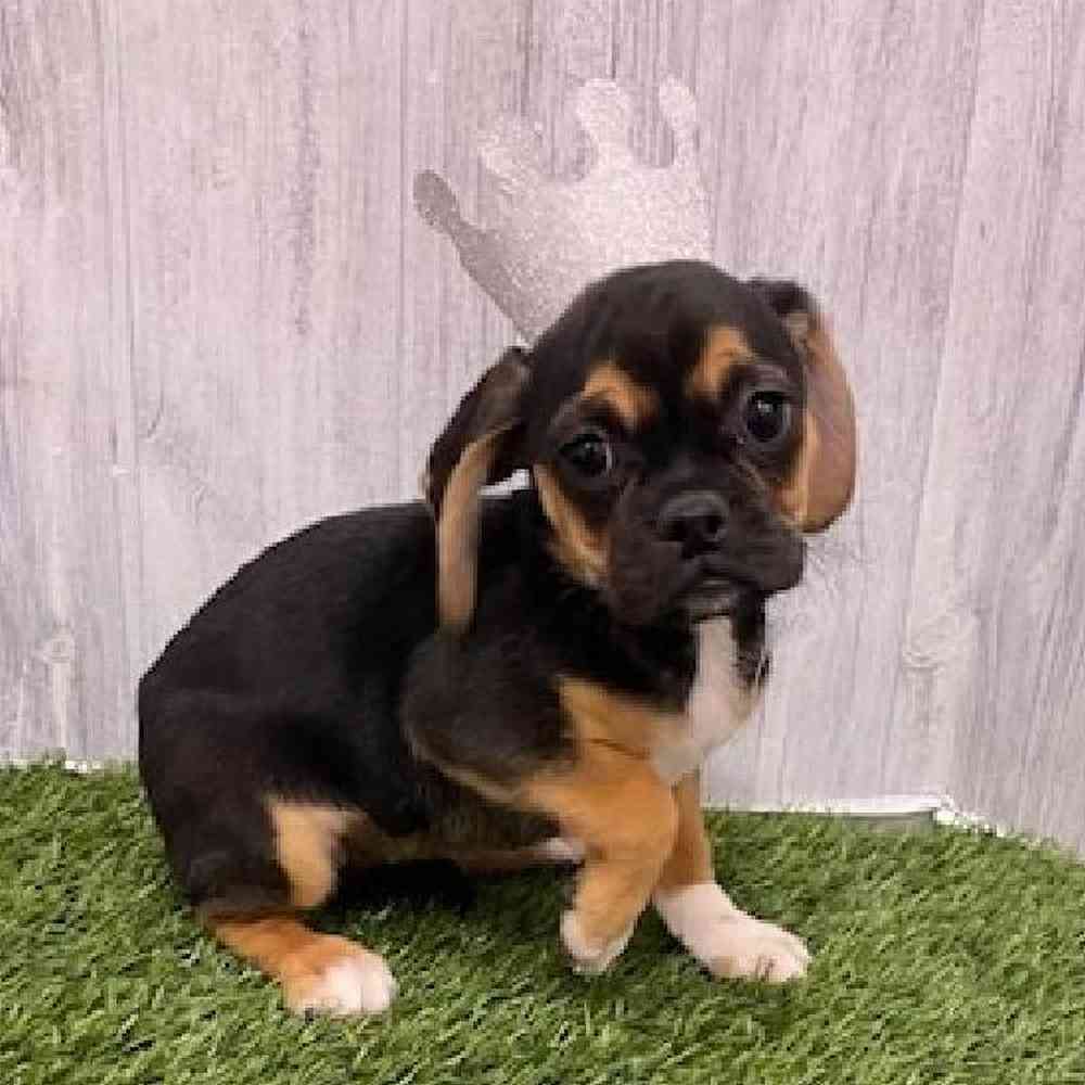 Female Puggle Puppy for Sale in Braintree, MA