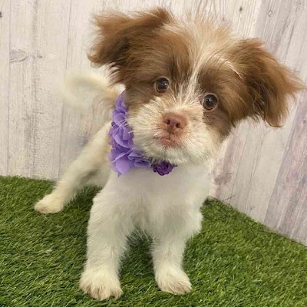 Female Shiranian Puppy for sale