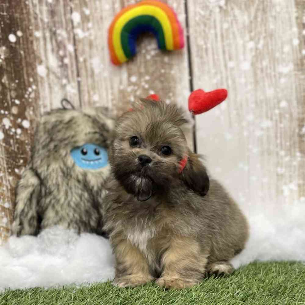 Female Lhasa Apso Puppy for Sale in Braintree, MA