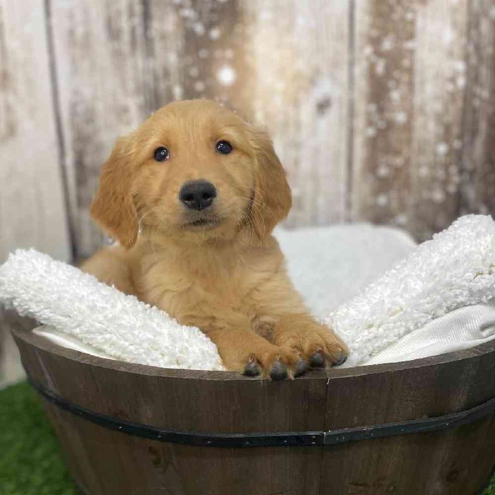 Male Golden Retriever Puppy for Sale in Saugus, MA