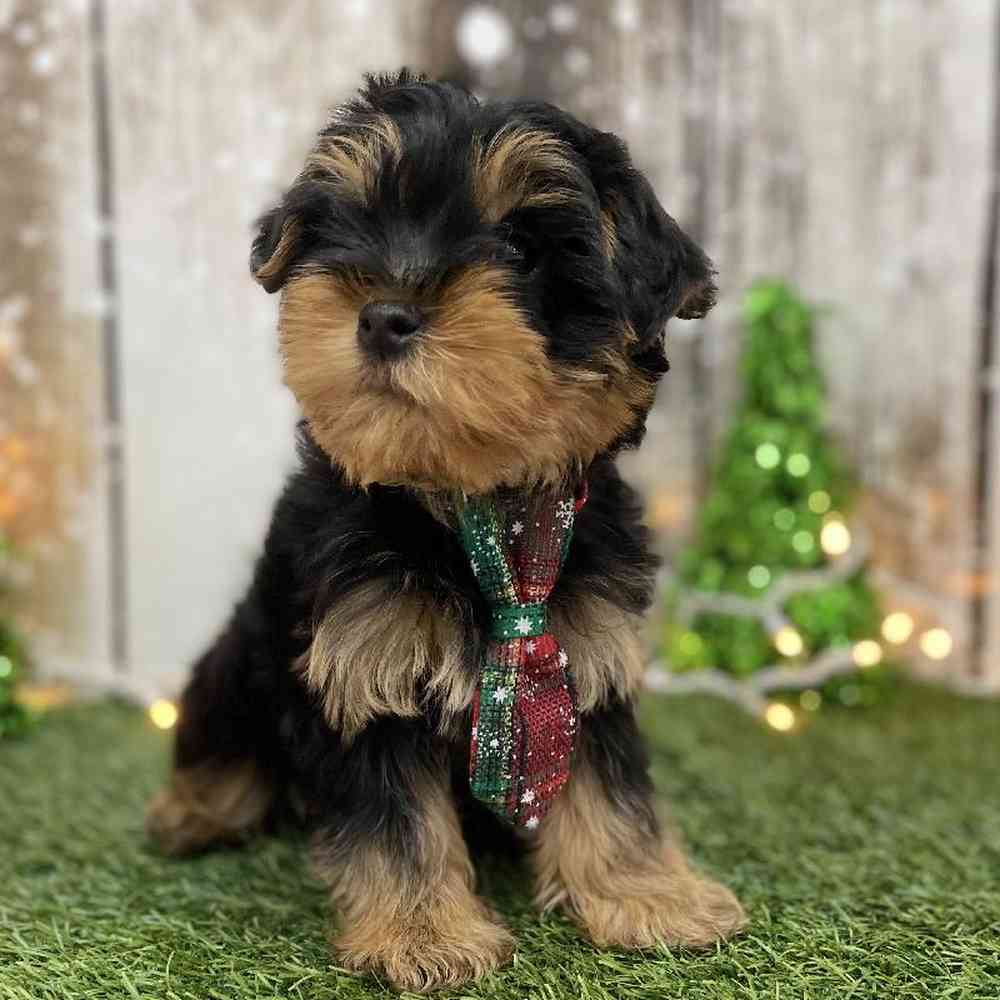 Male Yorkshire Terrier Puppy for Sale in Braintree, MA
