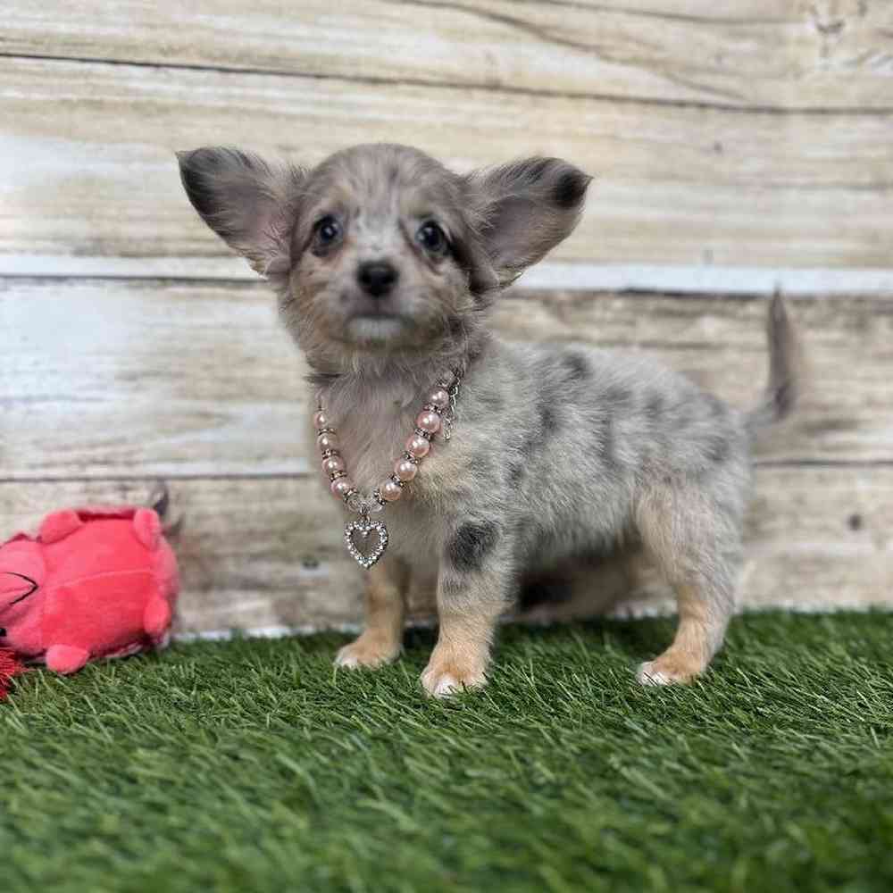 Female Chihuahua Puppy for Sale in Saugus, MA