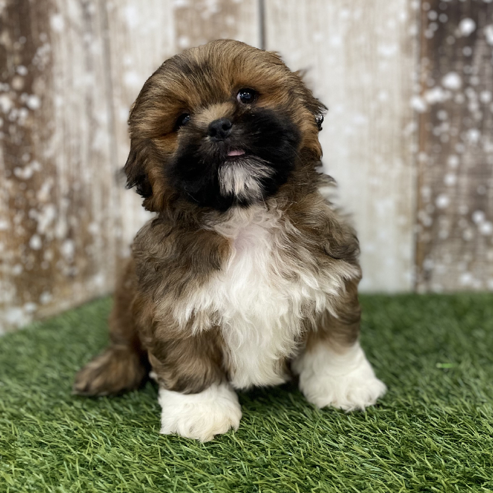 Male Lhasa Apso Puppy for Sale in Braintree, MA