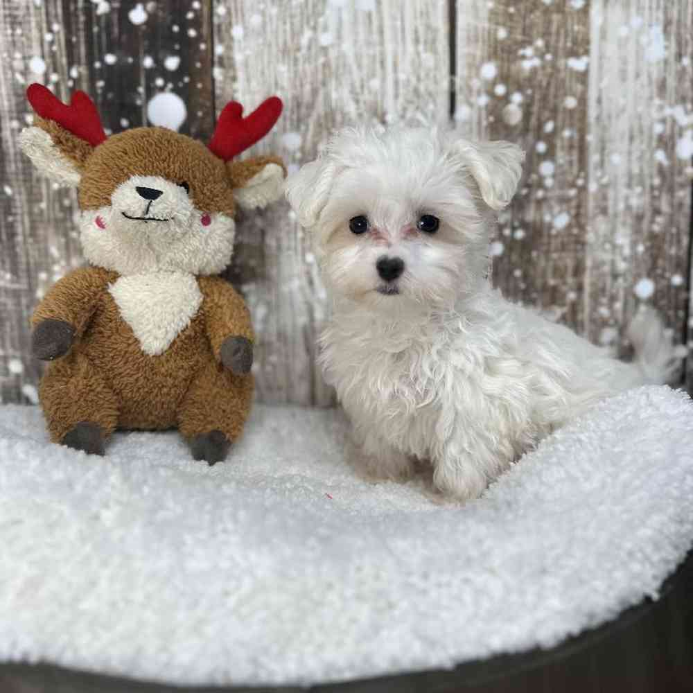 Female Maltese Puppy for Sale in Saugus, MA