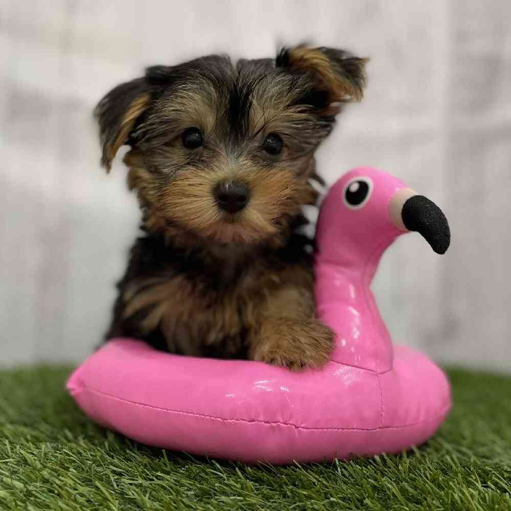 Male Yorkshire Terrier Puppy for Sale in Braintree, MA