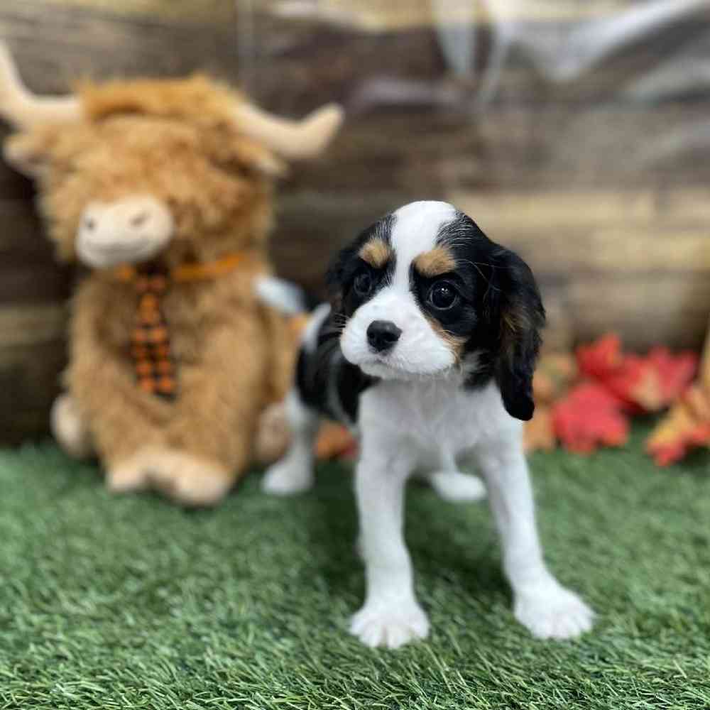 Male Cavalier King Charles Spaniel Puppy for Sale in Braintree, MA