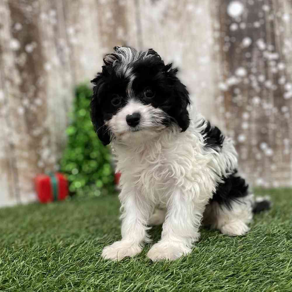 Female Cavapoo Puppy for Sale in Braintree, MA