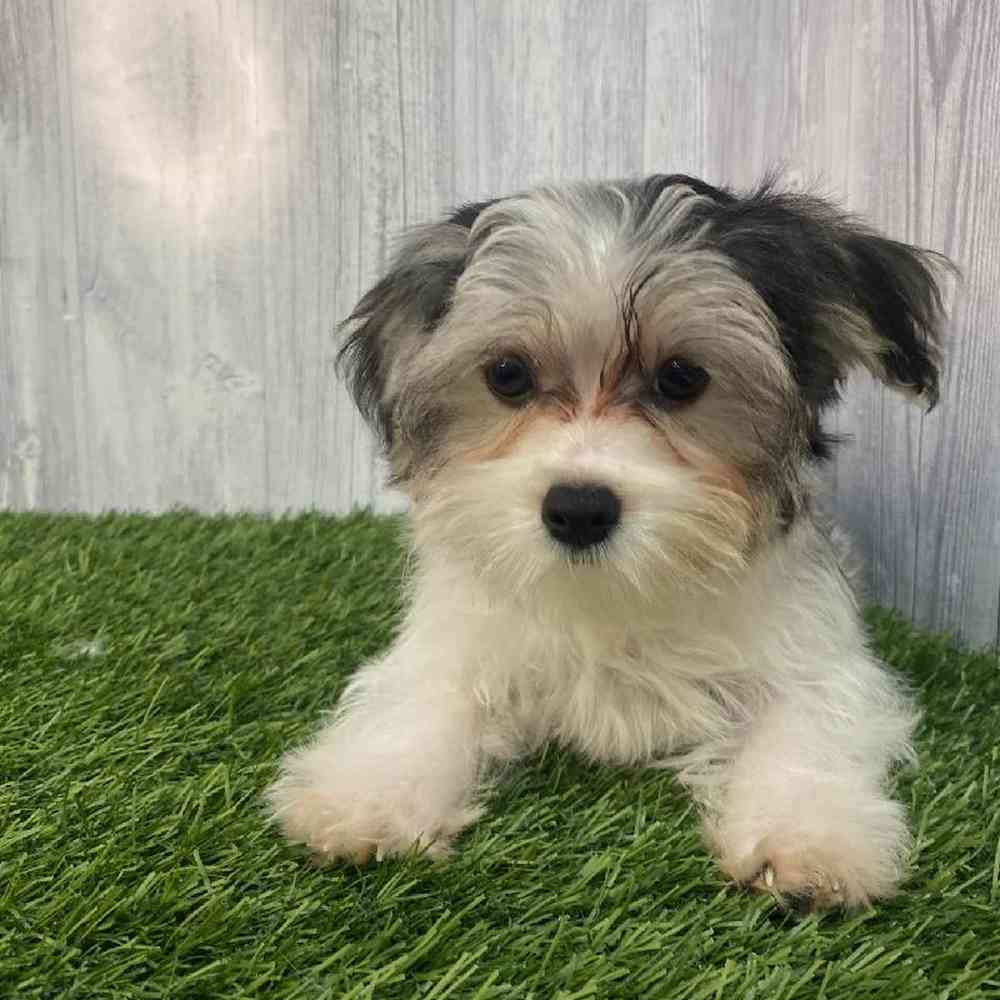 Male Morkie Puppy for Sale in Saugus, MA