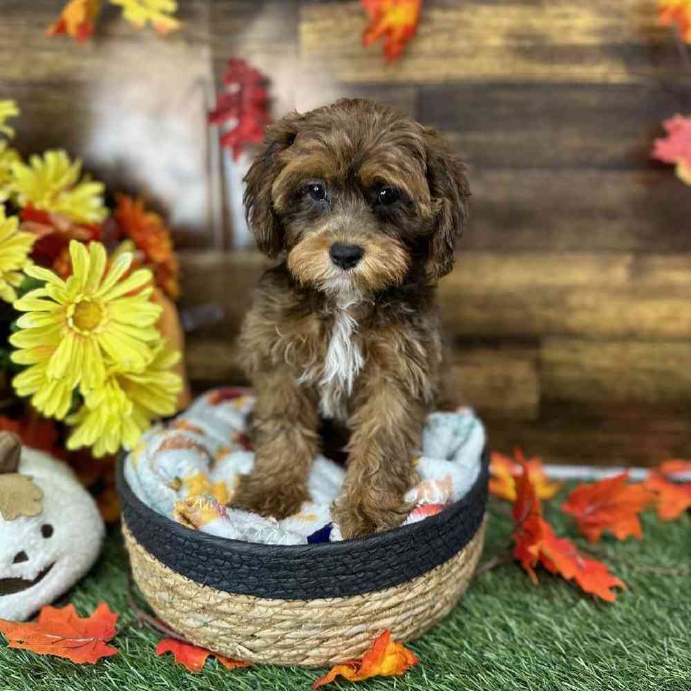 Lhasa poo puppies hotsell