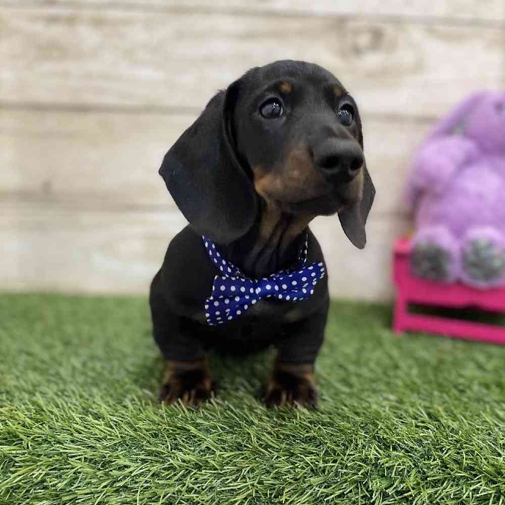 Male Dachshund Puppy for Sale in Braintree, MA